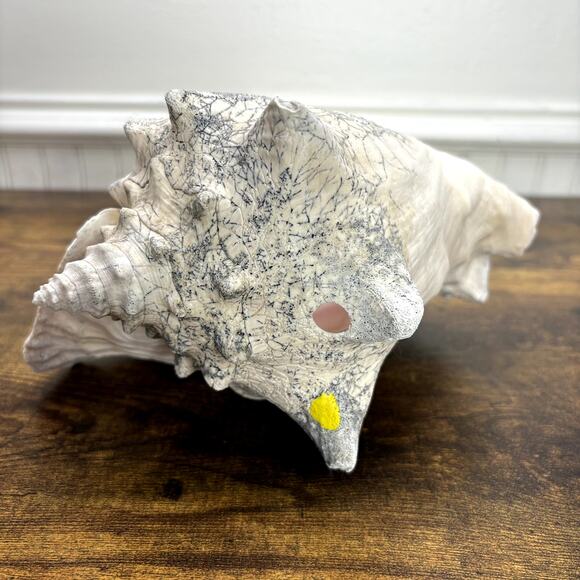 Natural Queen Horned Conch Shell 8.5" GORGEOUS COLORS Peach Glossy Pink Inside - Picture 5 of 9